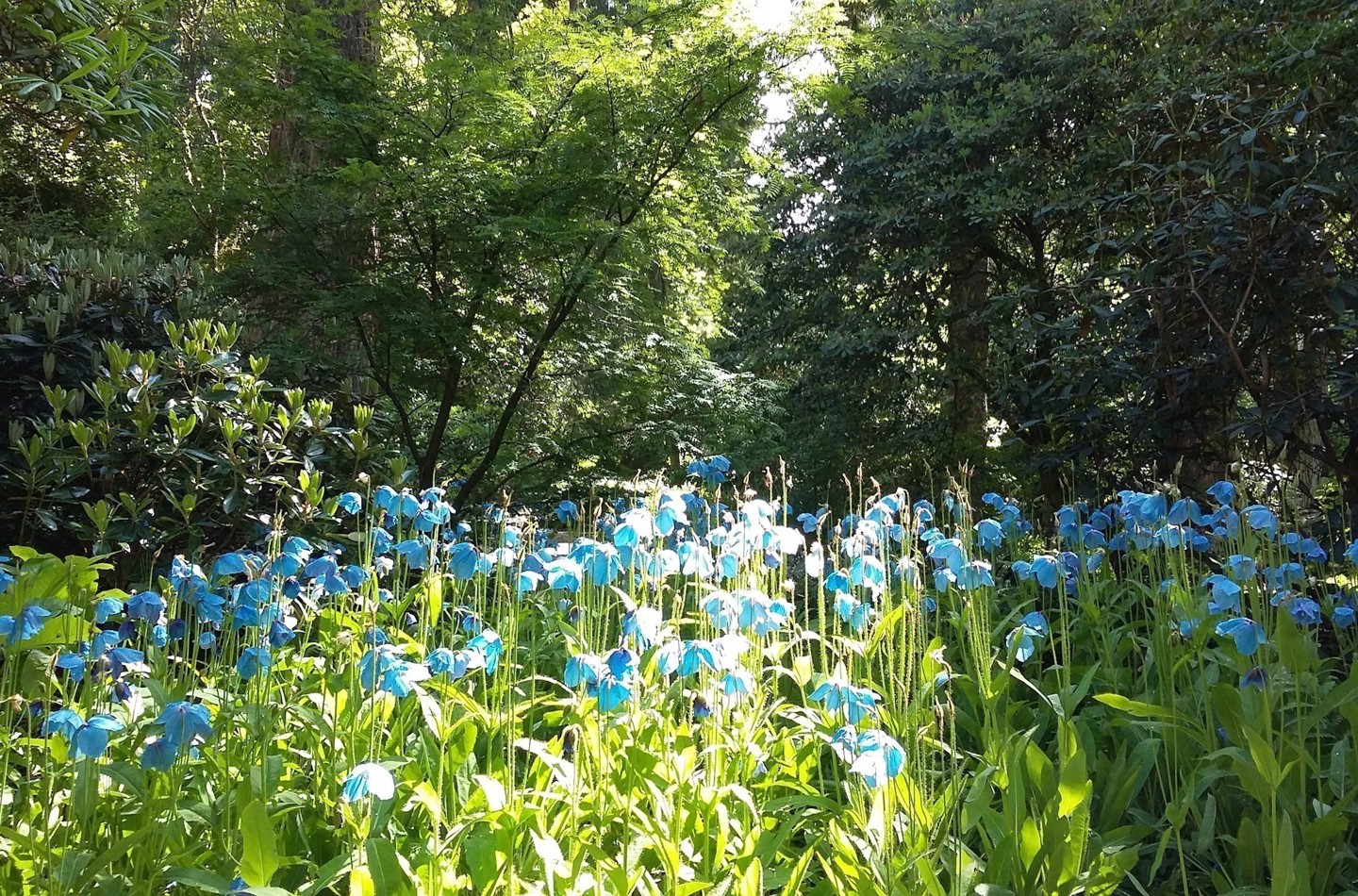 Meconopsis (Himalayan blue poppies) in June, Dawyck