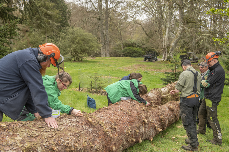 a group of people examining the bark of a felled tree