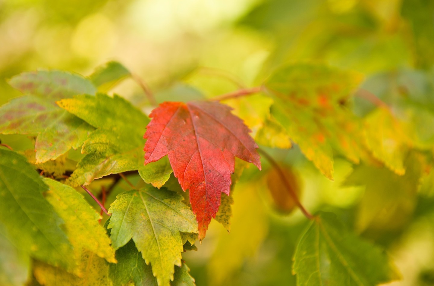 Autumn leaves