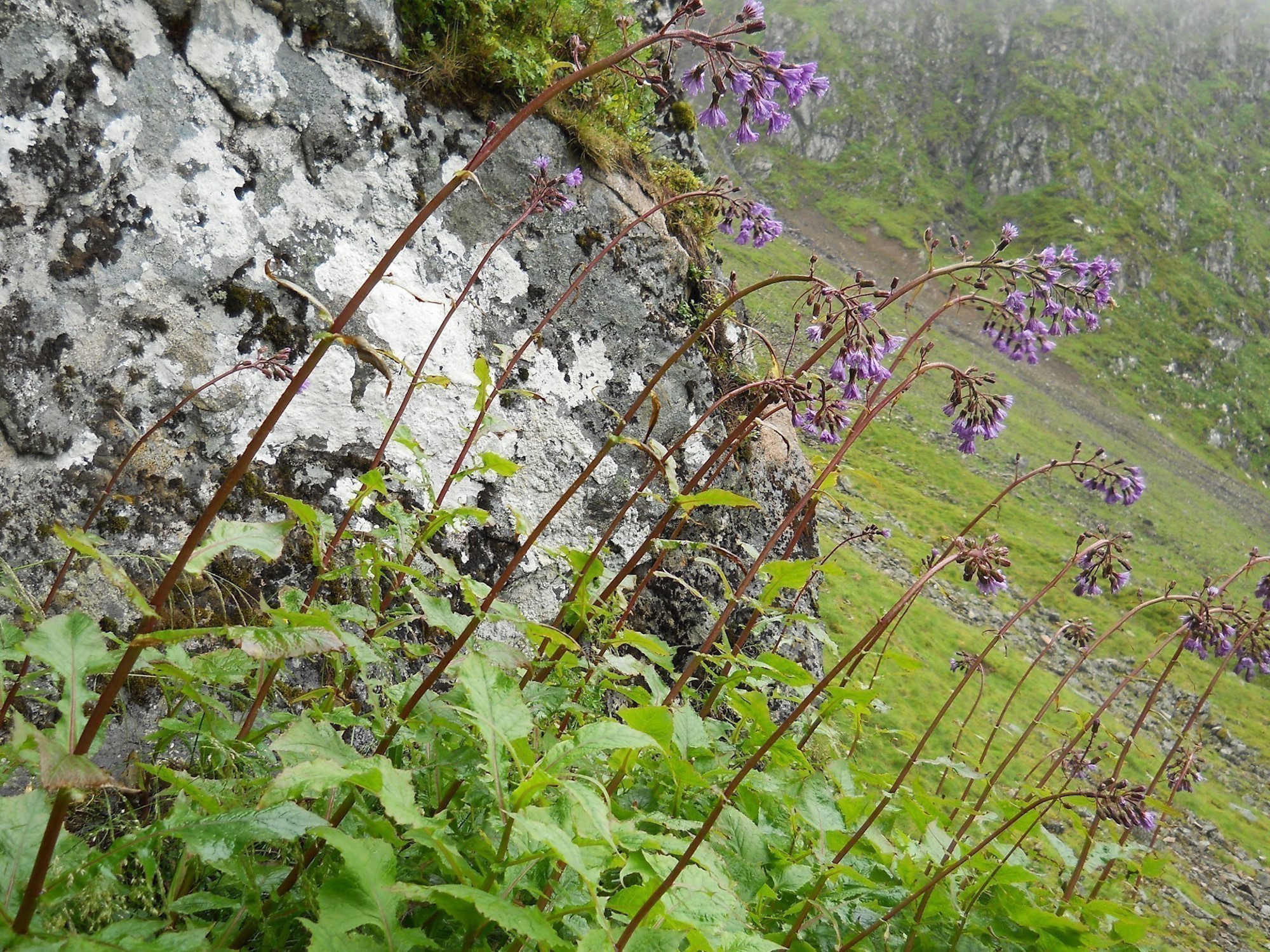 Caenlochan from the ledge