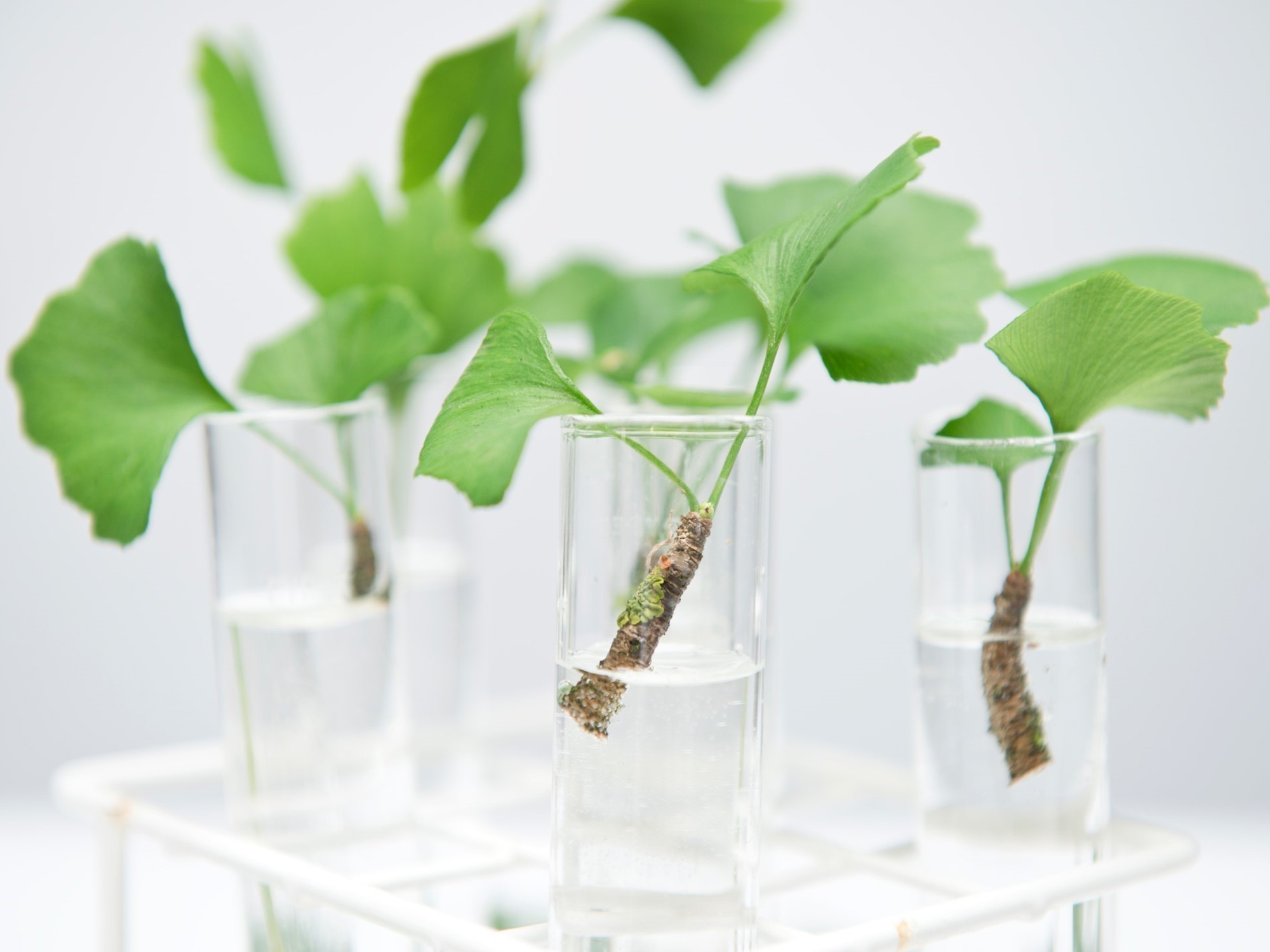 Micropropatation samples in a test tube rack