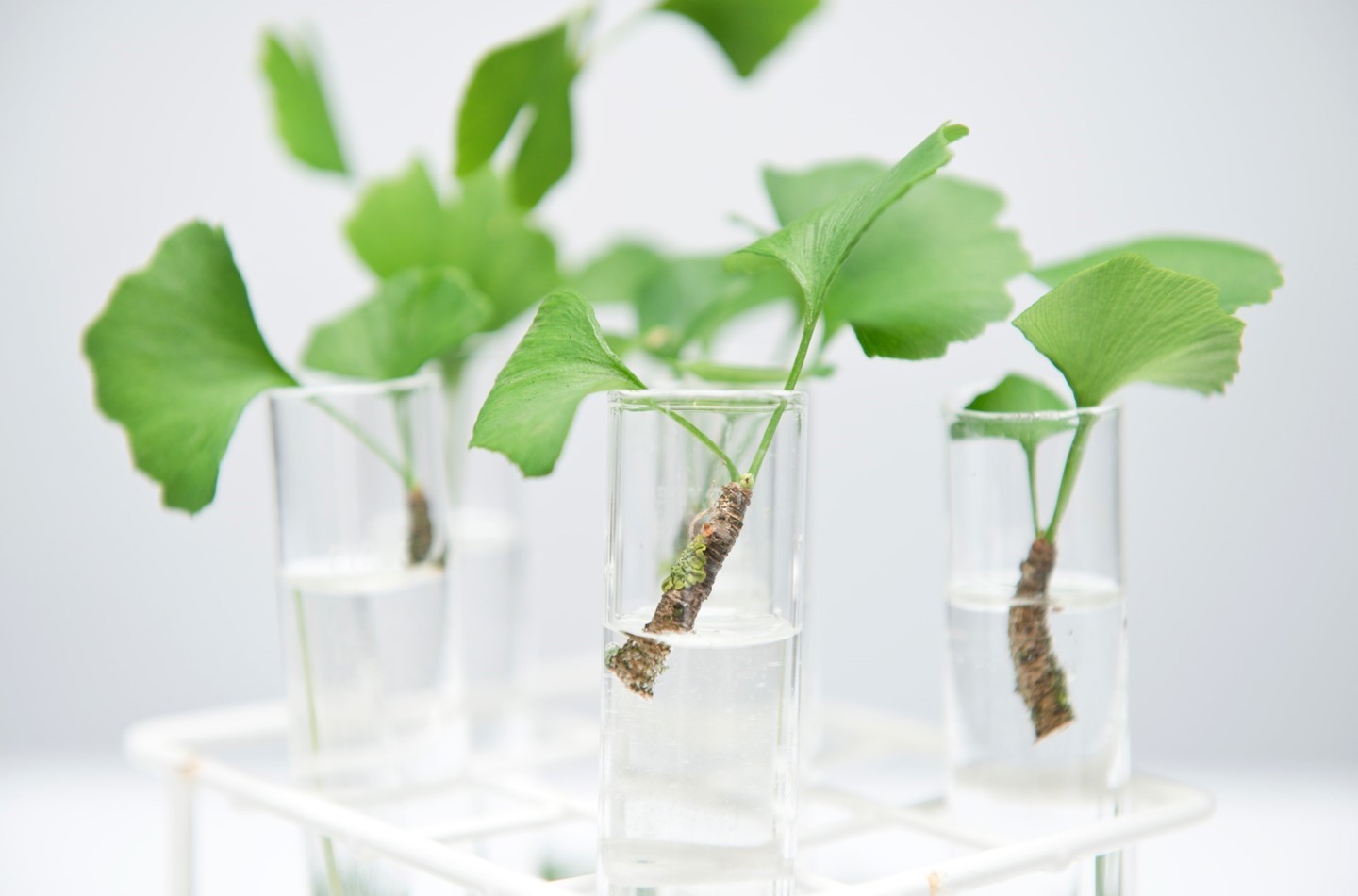 Micropropatation samples in a test tube rack