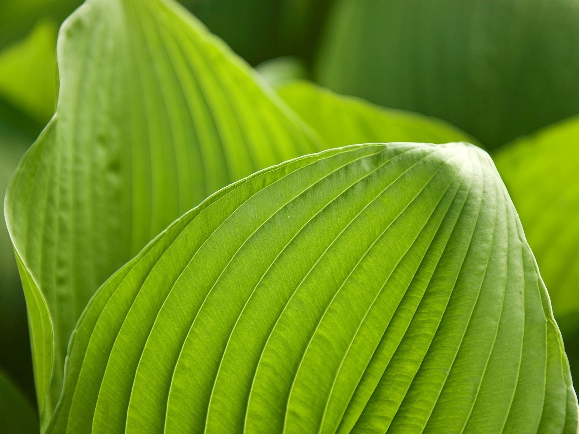 Hosta recitifoli