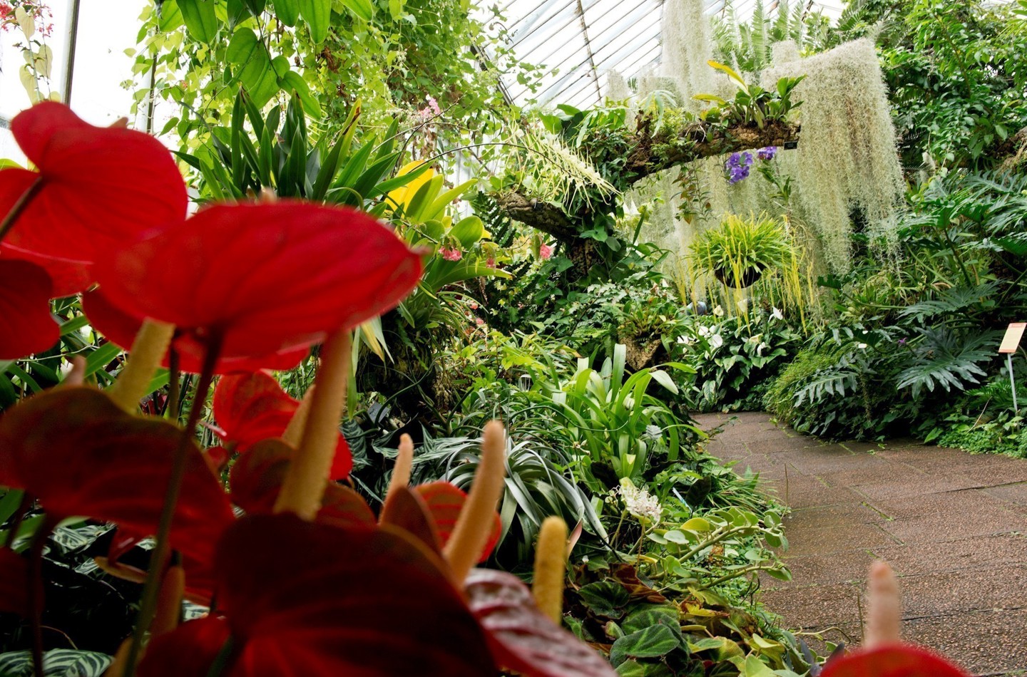 Orchid and Cycad House