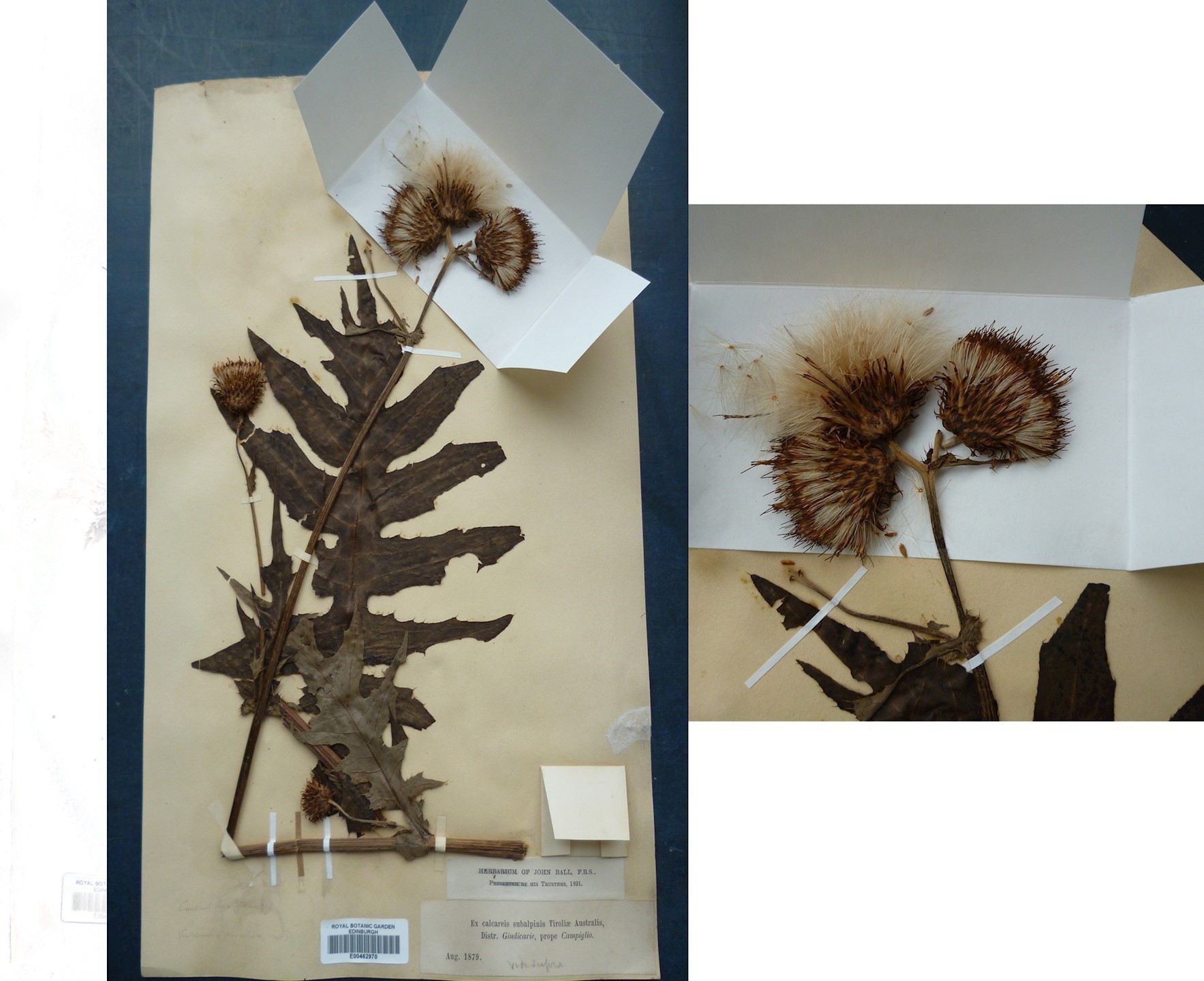 Care And Conservation Of Herbarium Specimens | Specimen Preparation ...