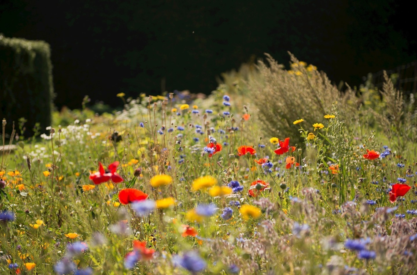 Wildflower meadow