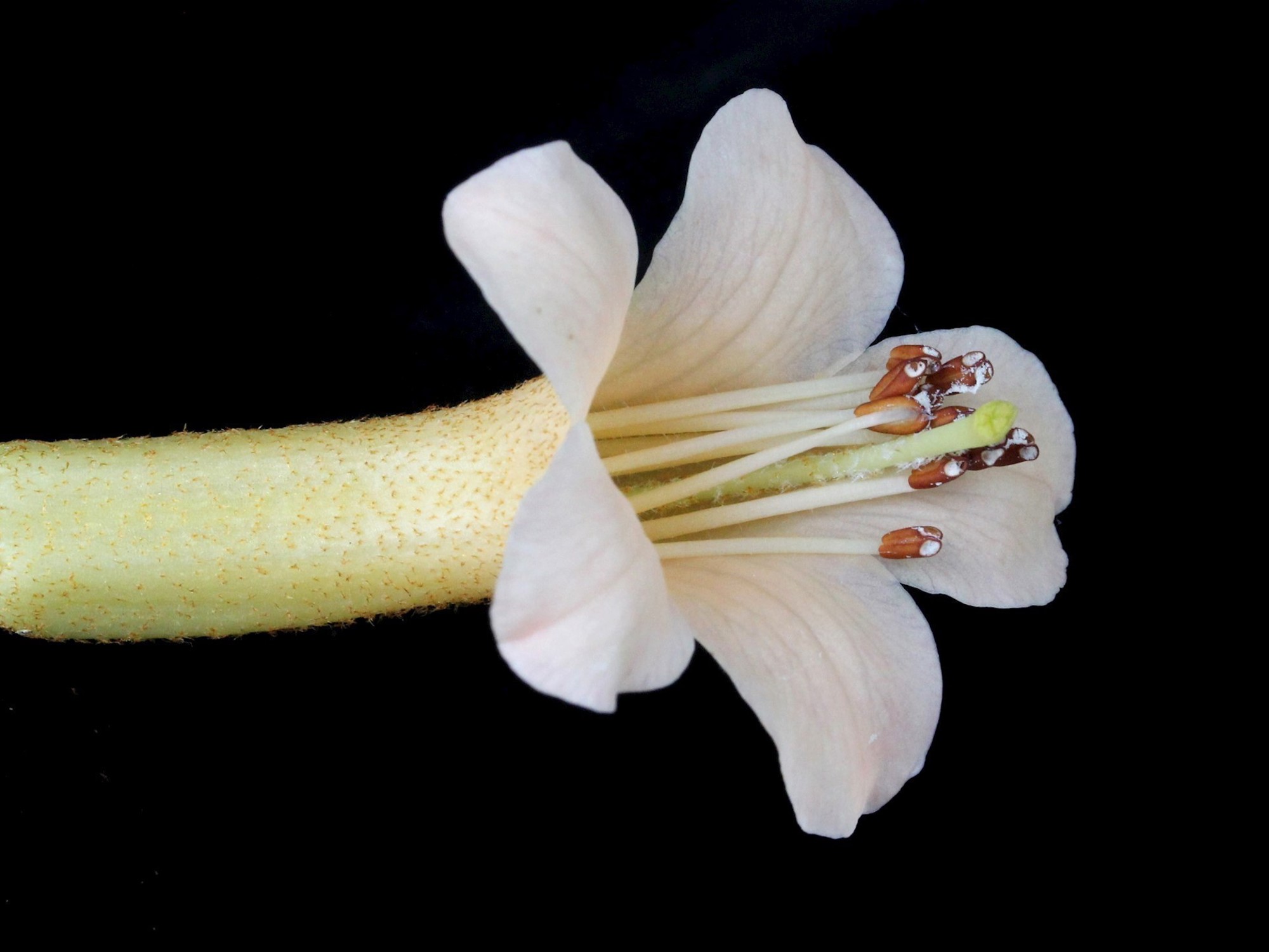 Rhododendron phaeochitum