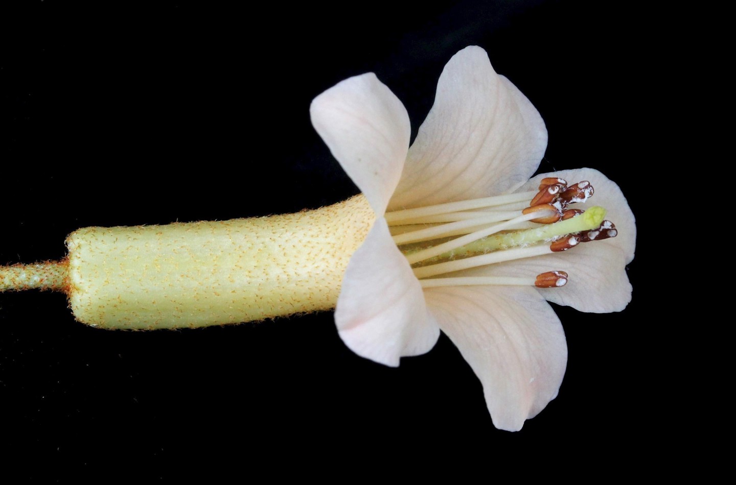 Rhododendron phaeochitum