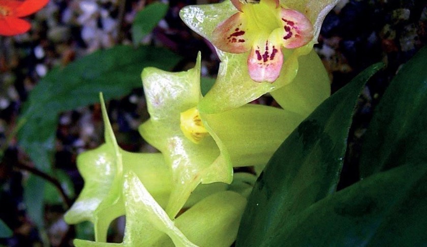 Aeschynanthus citrinus