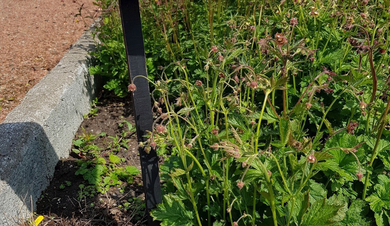 Clumps of Geums growing in the Nursery