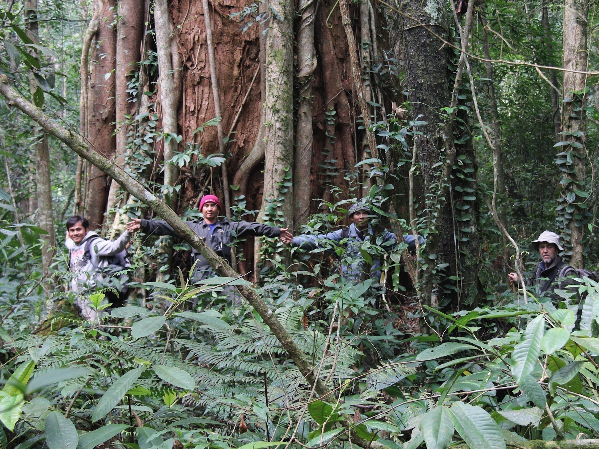 Field staff linking hands around old growth Glyptostrobus pensilis tree