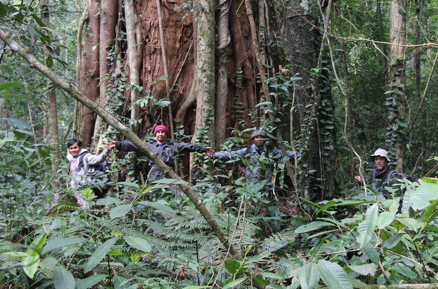 Field staff linking hands around old growth Glyptostrobus pensilis tree