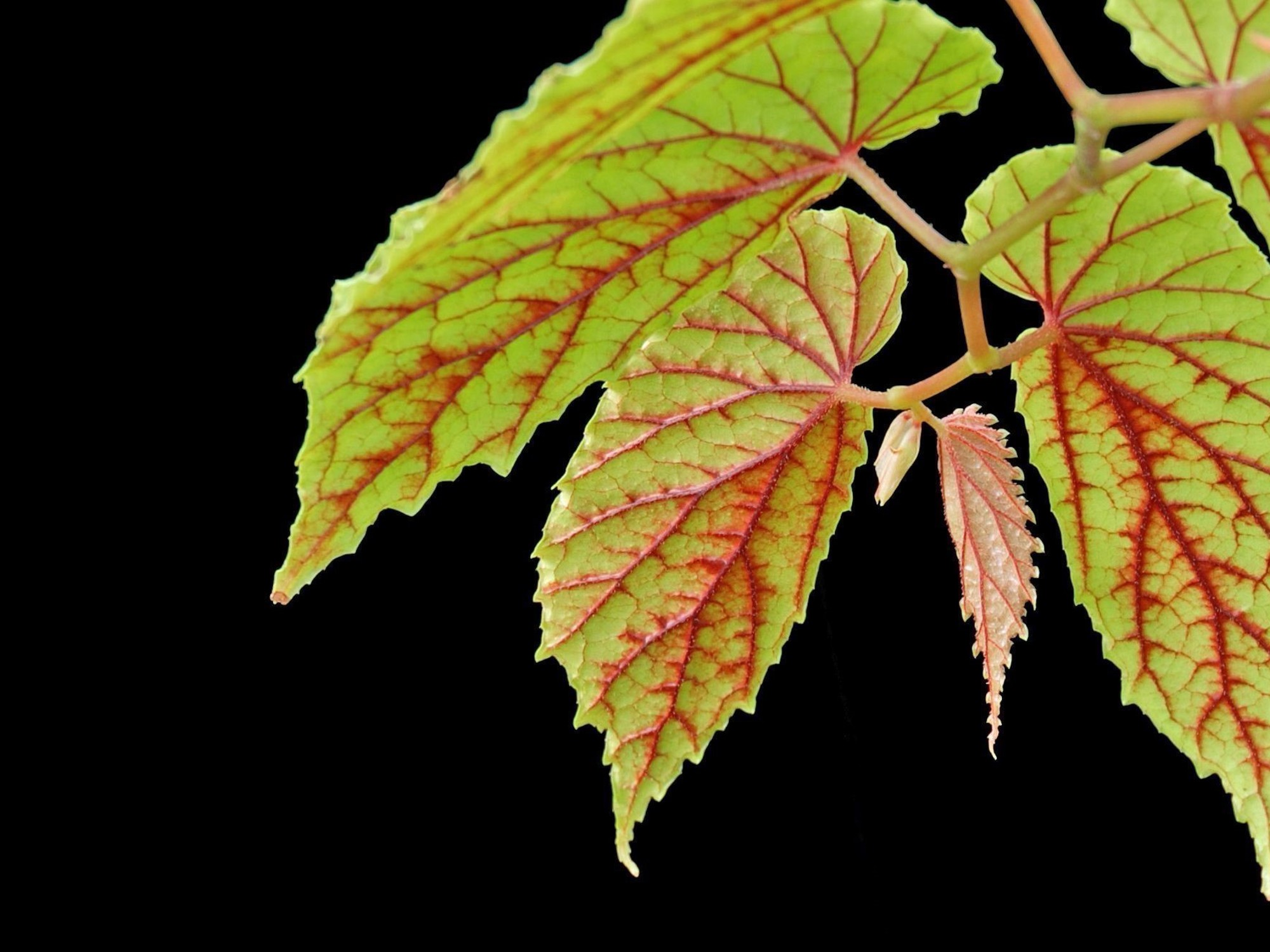 Begonia cumingii, a delicate Begonia with pale green leaves and bright red venation on a black background