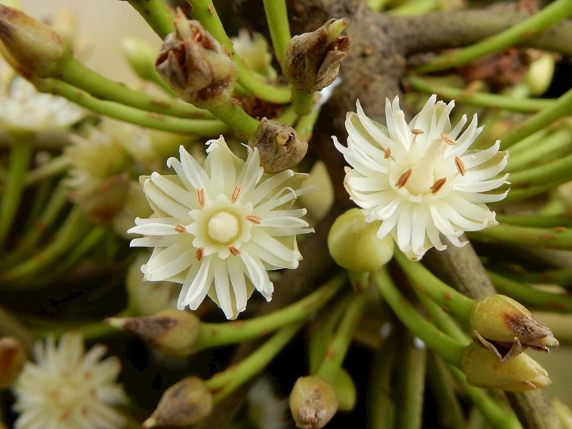 Manilkara bidentata