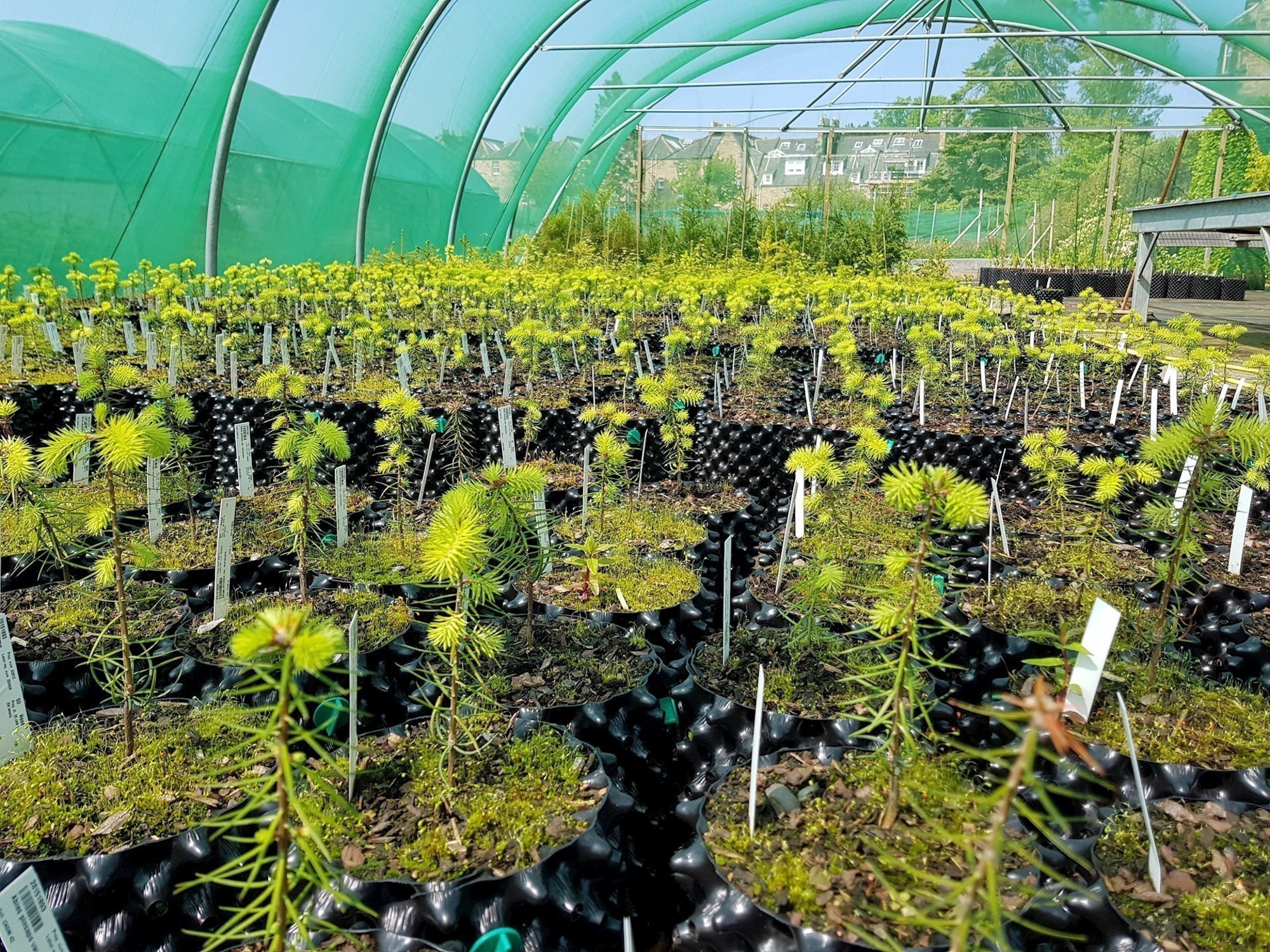 Growing on in Air-Pots