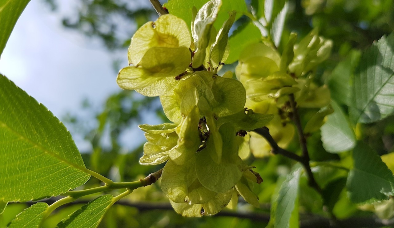 Ulmus 'Plinio' - developing fruit