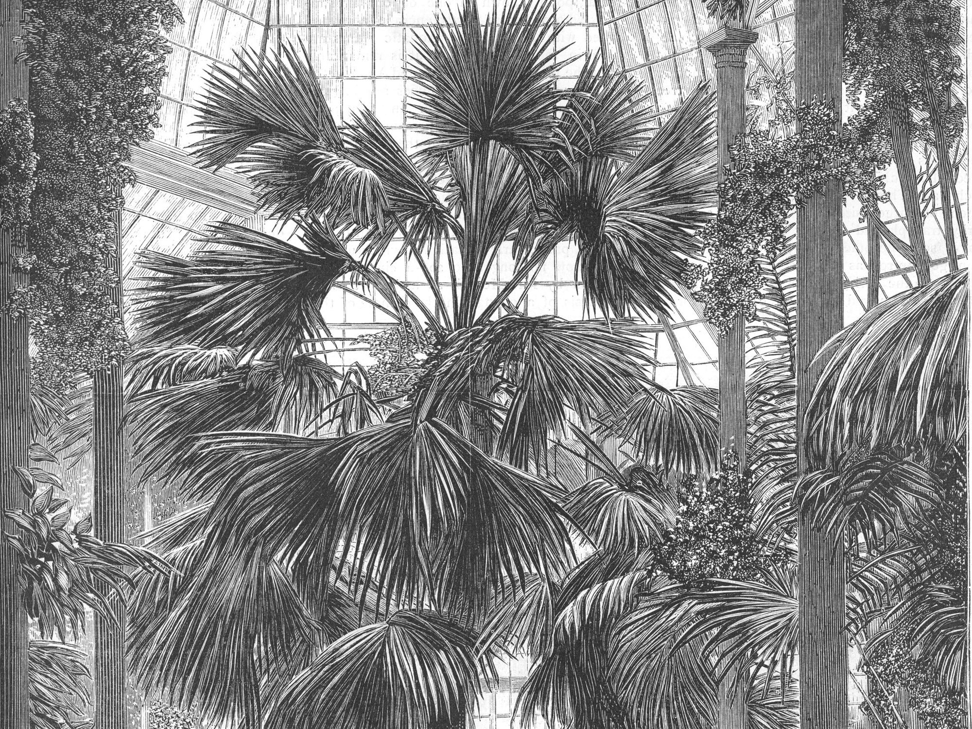 Detailed illustration of a grand, lush palm house conservatory filled with towering palms, streaming light, and a lone figure amidst the greenery.