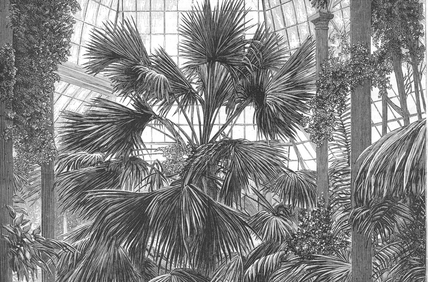 Detailed illustration of a grand, lush palm house conservatory filled with towering palms, streaming light, and a lone figure amidst the greenery.