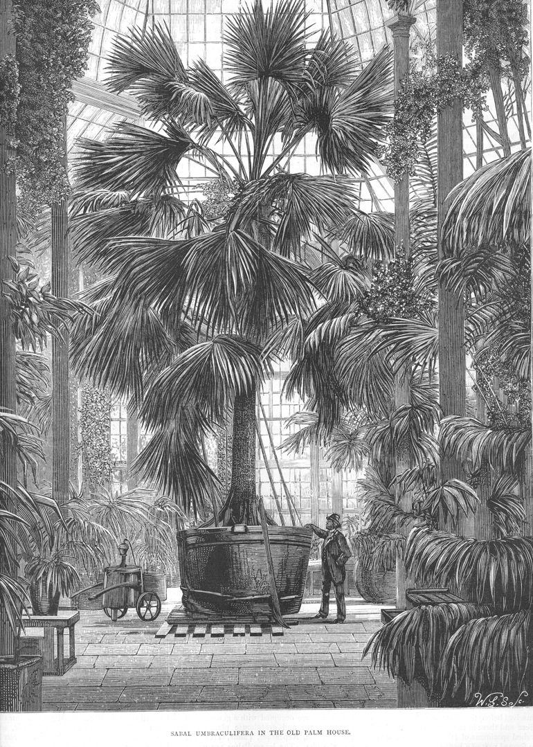 Detailed illustration of a grand, lush palm house conservatory filled with towering palms, streaming light, and a lone figure amidst the greenery.