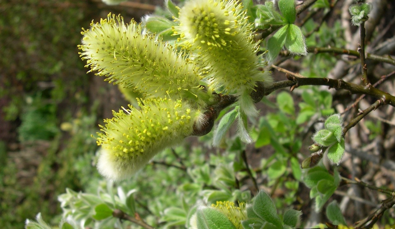 S lanata male cone