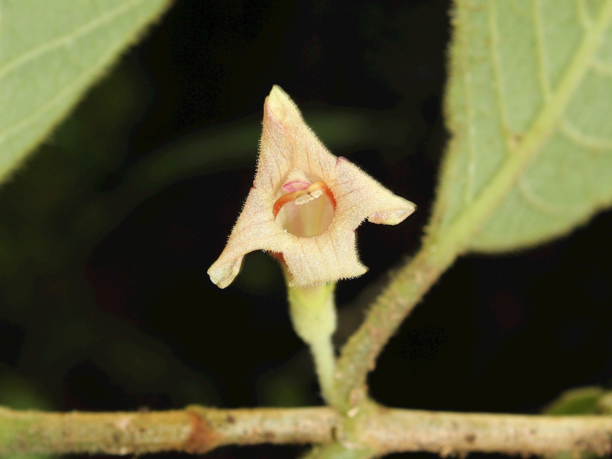 Pale yellow flower of Cyrtandra mollis from Sulawesi