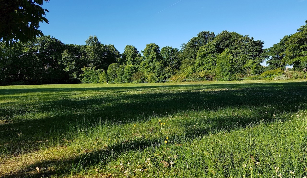 Turf production