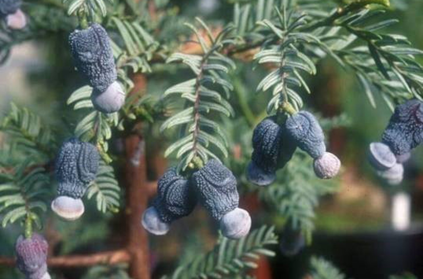 Dark purple Acmopyle pancheri female cones