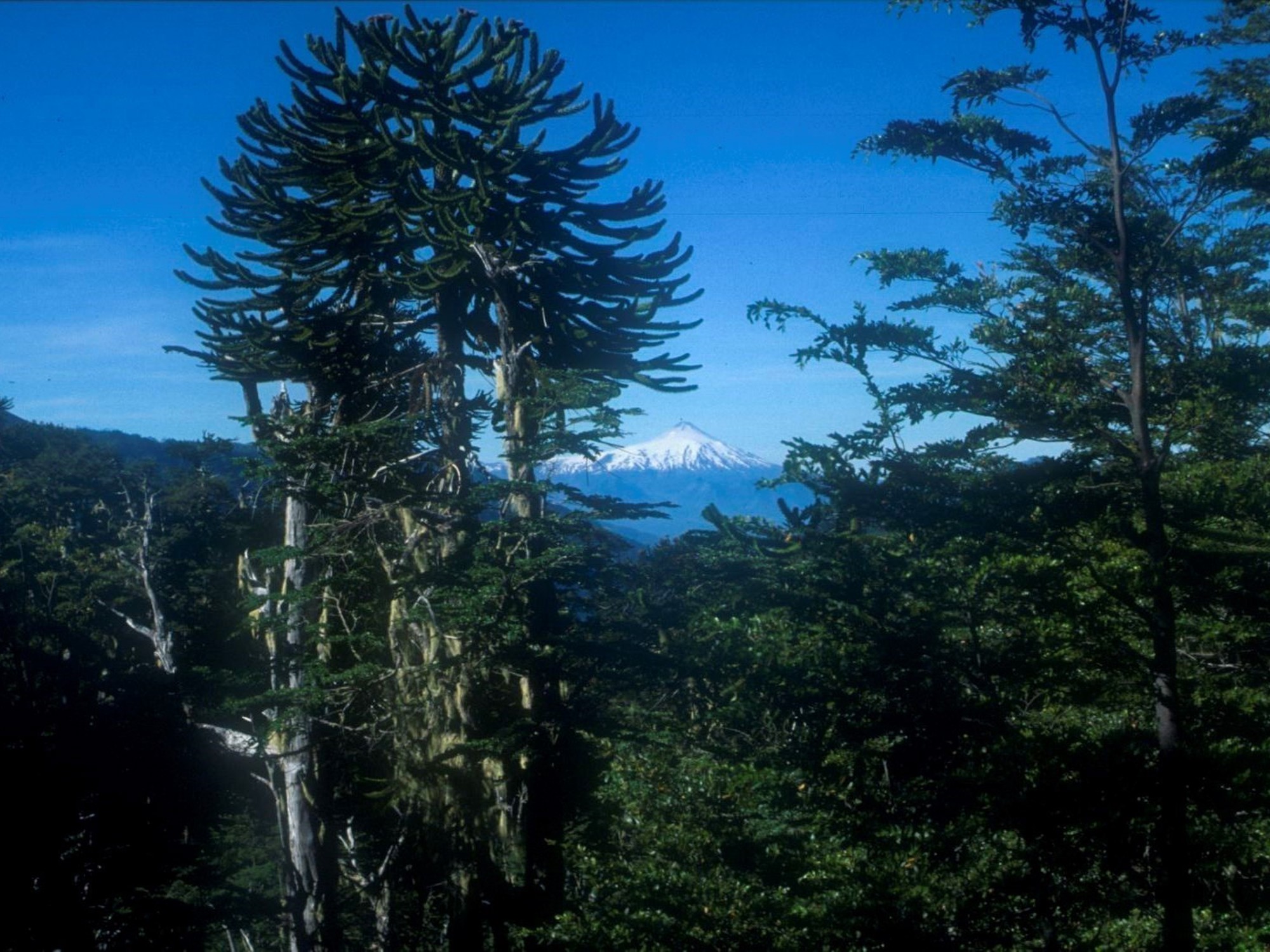 Primary Araucaria forest, Nasampulli Reserve