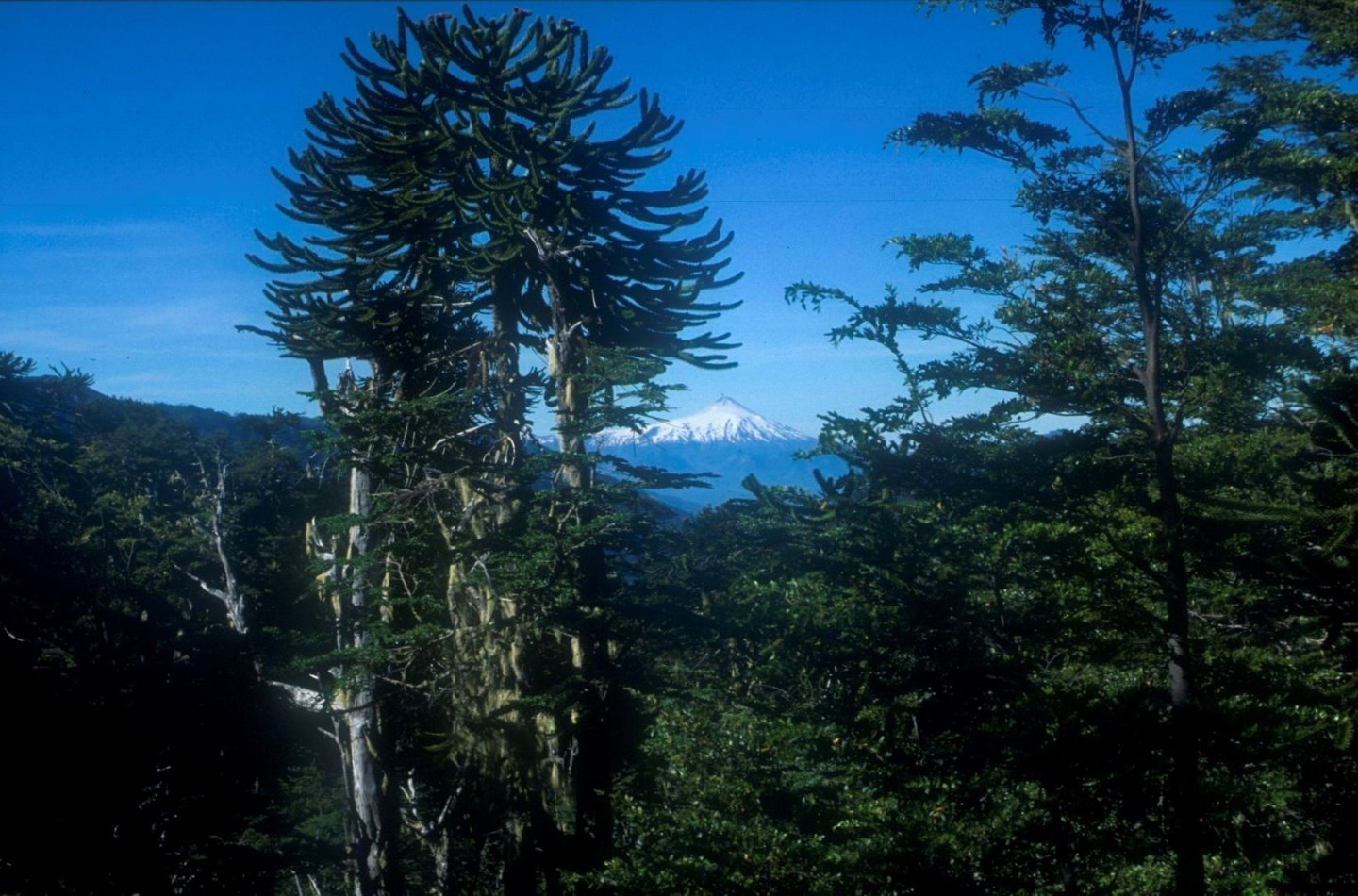 Primary Araucaria forest, Nasampulli Reserve