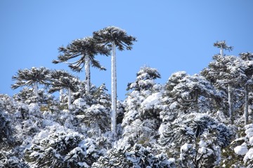 Snow covered Araucaria araucana, Nasampulli Reserve, Chile