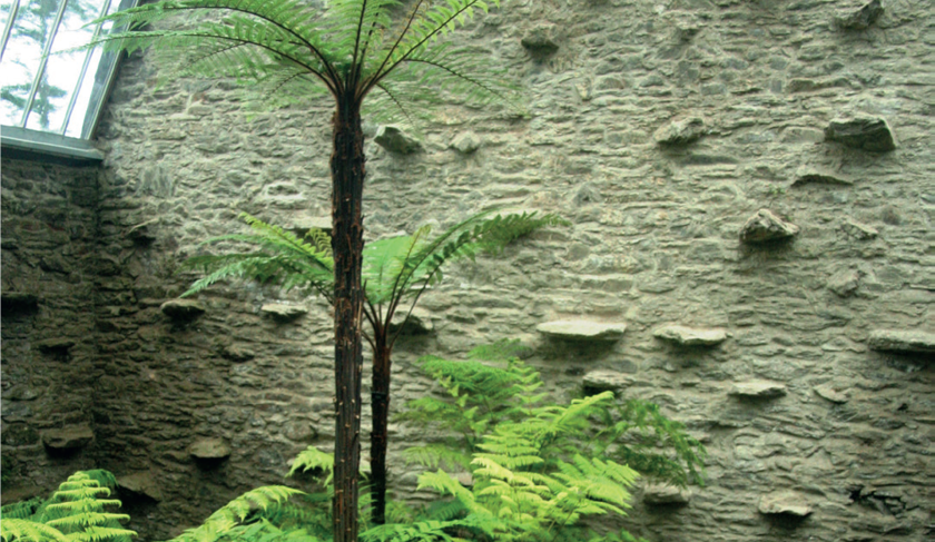 Palm tree against stone wall 