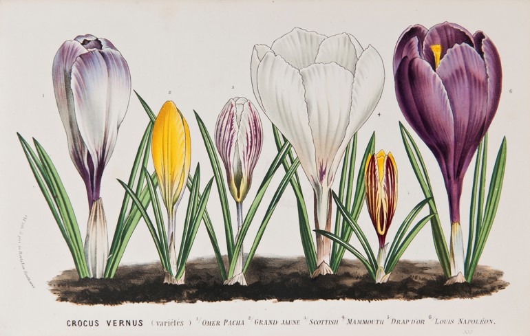 Botanical illustration of crocuses