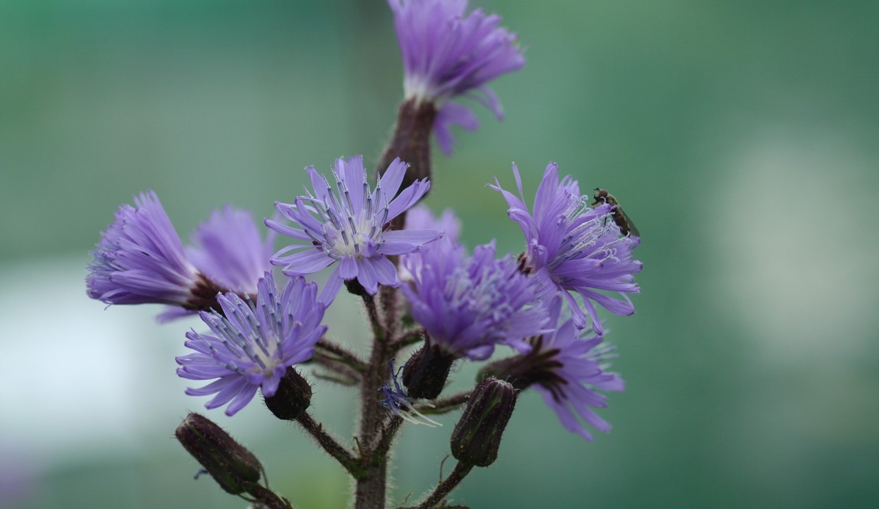 Close-up of blue flowers