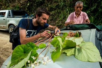 Dr Peter Moonlight with a large begonia plant spread over a car bonnet