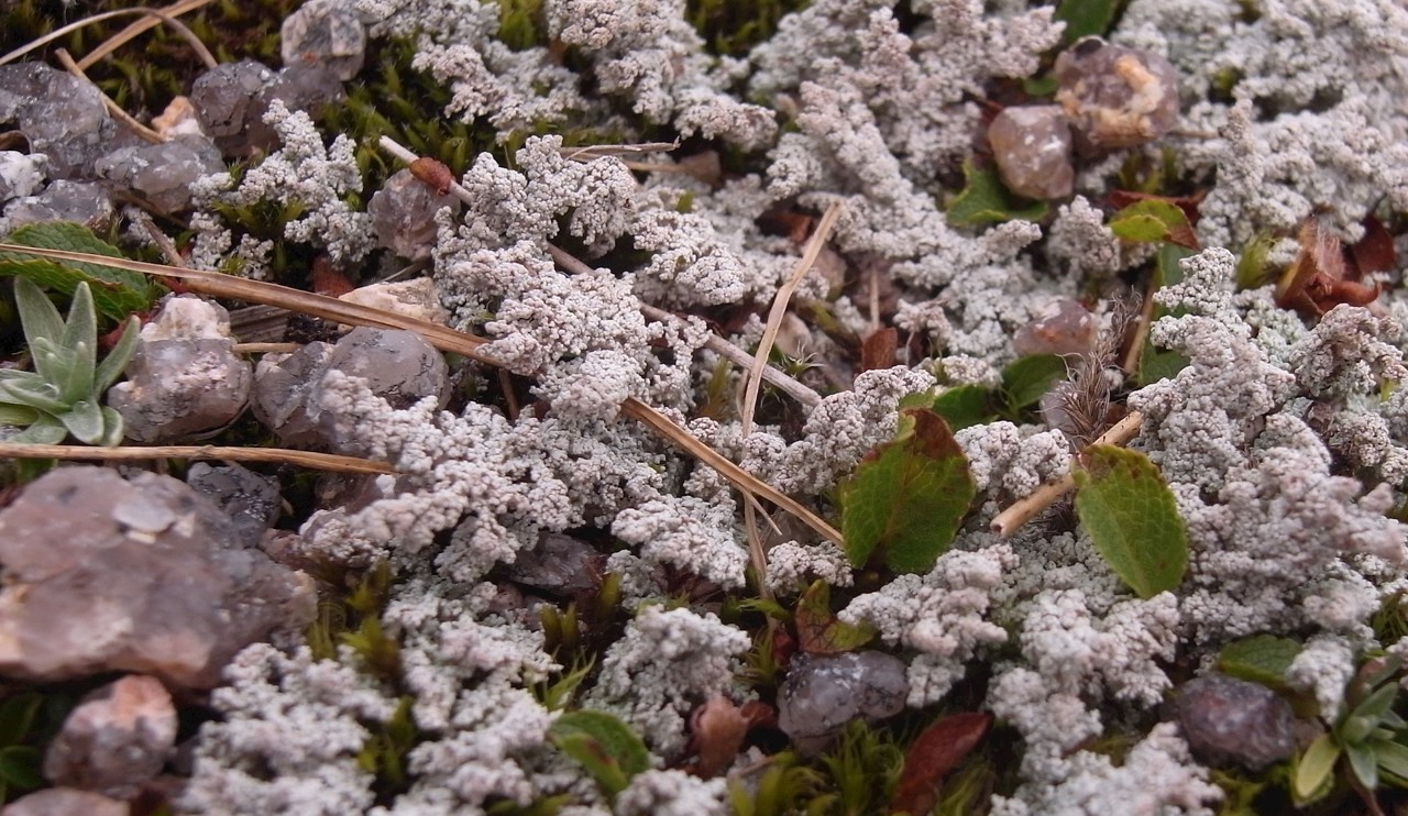 intricate branches of white Stereocaulon alpinum lichen with tiny leaves of snowbed willow