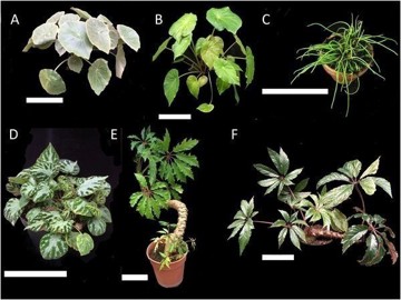 Six Begonia species, each with a very different leaf form, including compound, peltate, and variegated forms