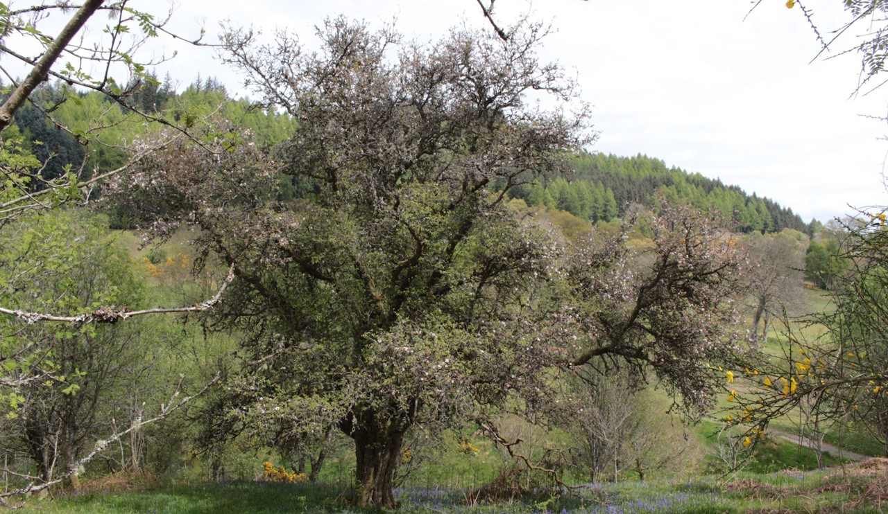 Hillside with tree in the foreground