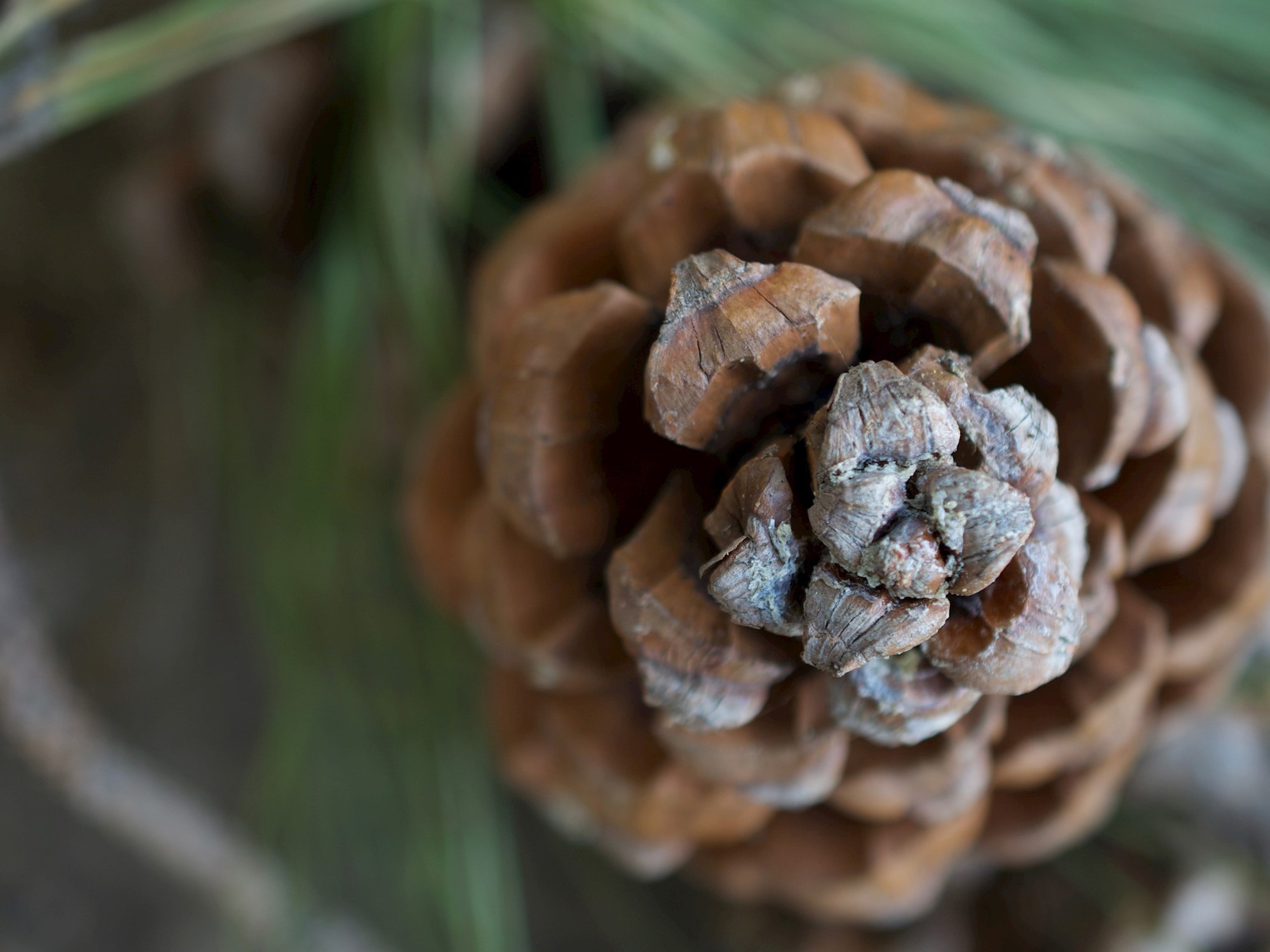 Pine cone 