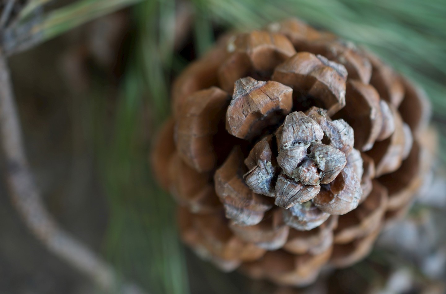 Pine cone 