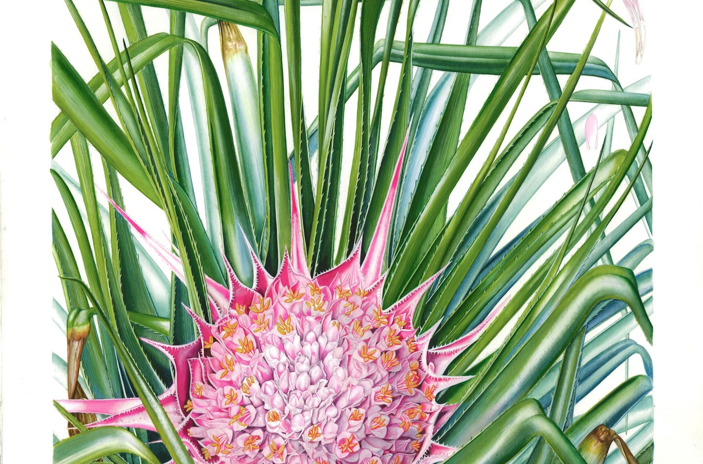 Ochagavia carnea by Gülner Ekşi