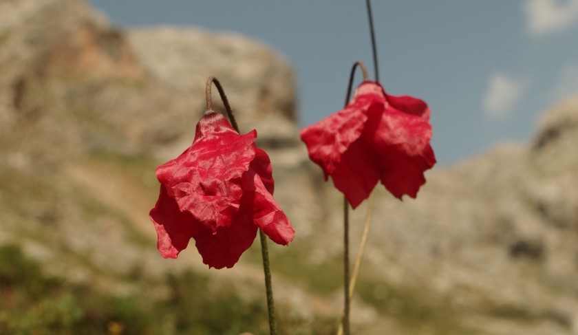 papery red petals of Meconopsis Punicea