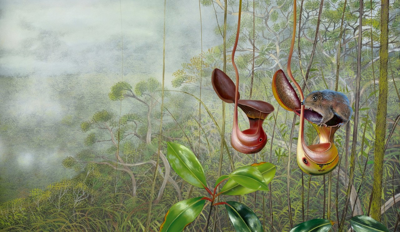 Low's Pitcher Plant