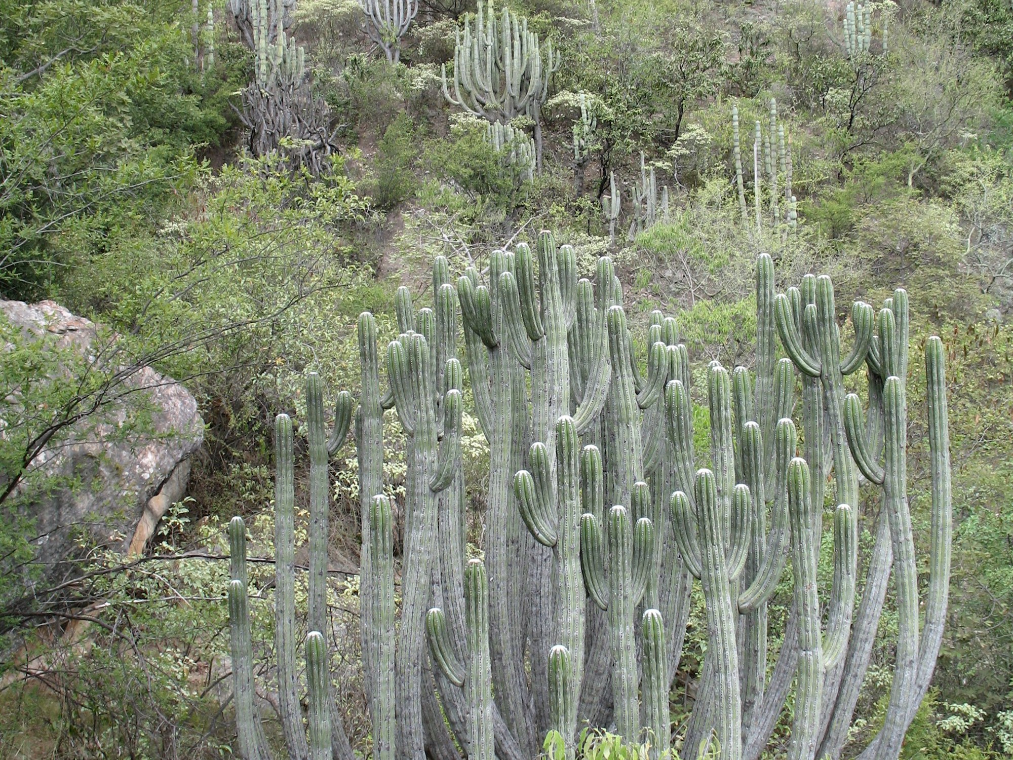 A steep dry slope with large boulders covered in spiny shrubs and large candelabra like cacti.