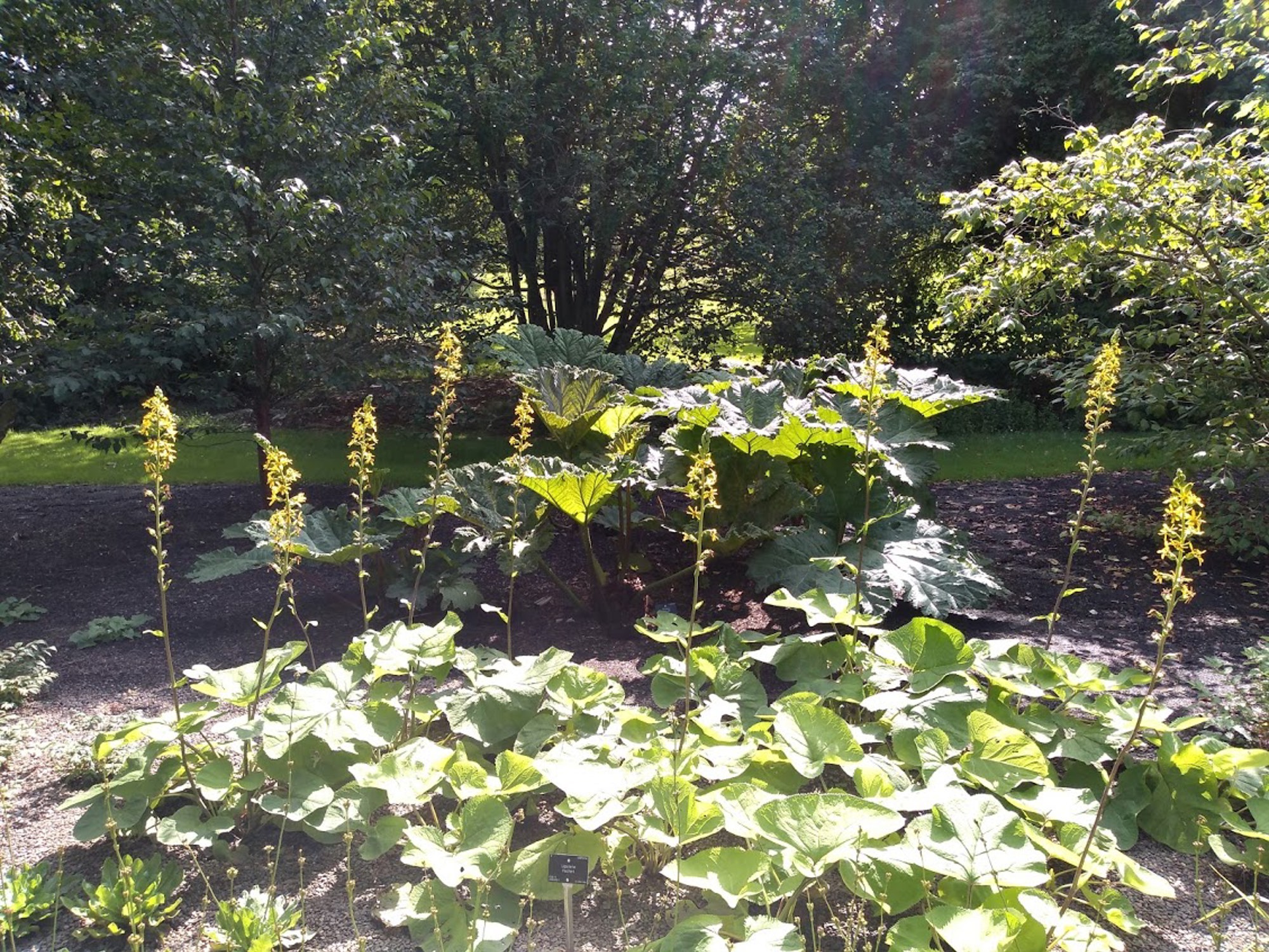 Ligularia fischeri  and Gunnera manicata in the Raingarden (2019)