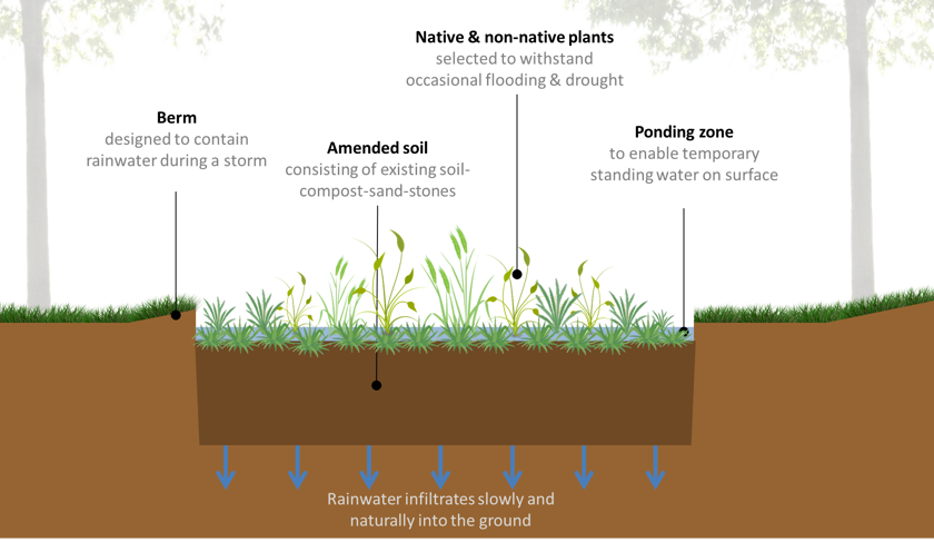 Raingarden design features