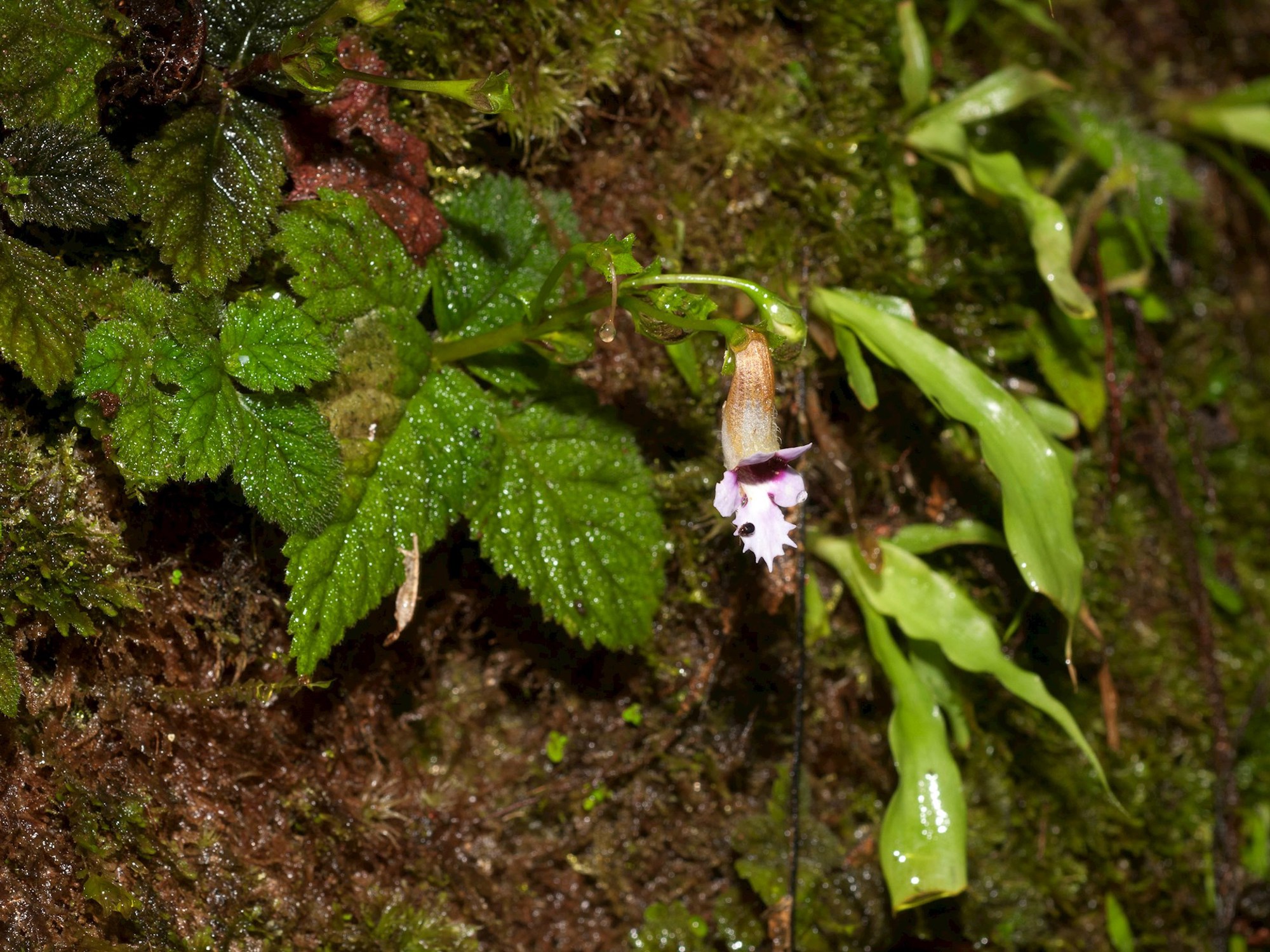 Diastema fimbratiloba (Moonlight & J.L.Clark), a species of Amazonian Gesneriaceae