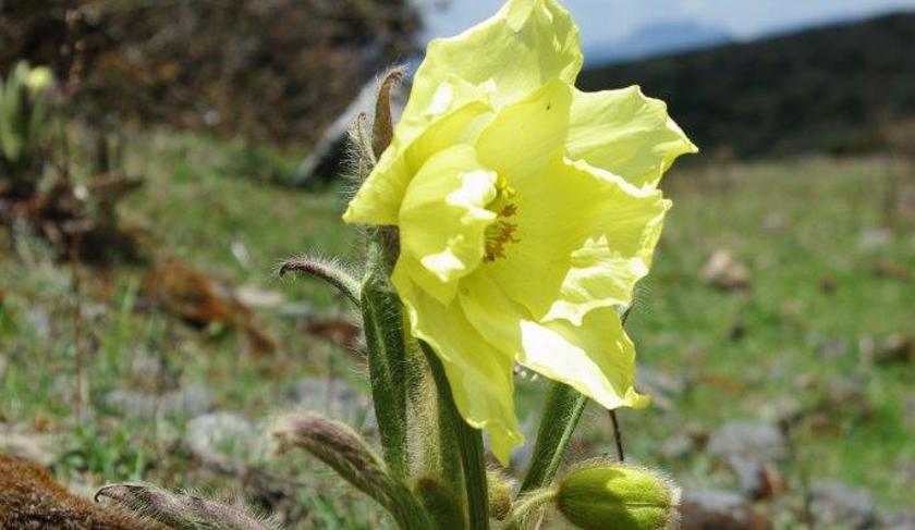 Meconopsis integrifolia in Yunnan, south-west China