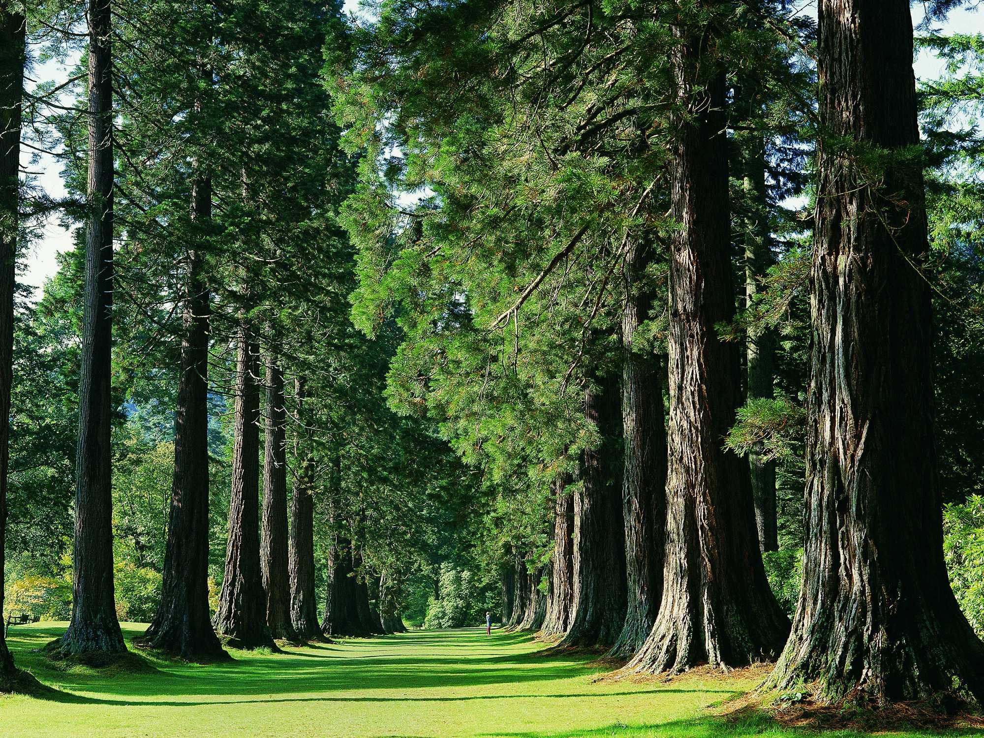 Redwood Avenue, Benmore