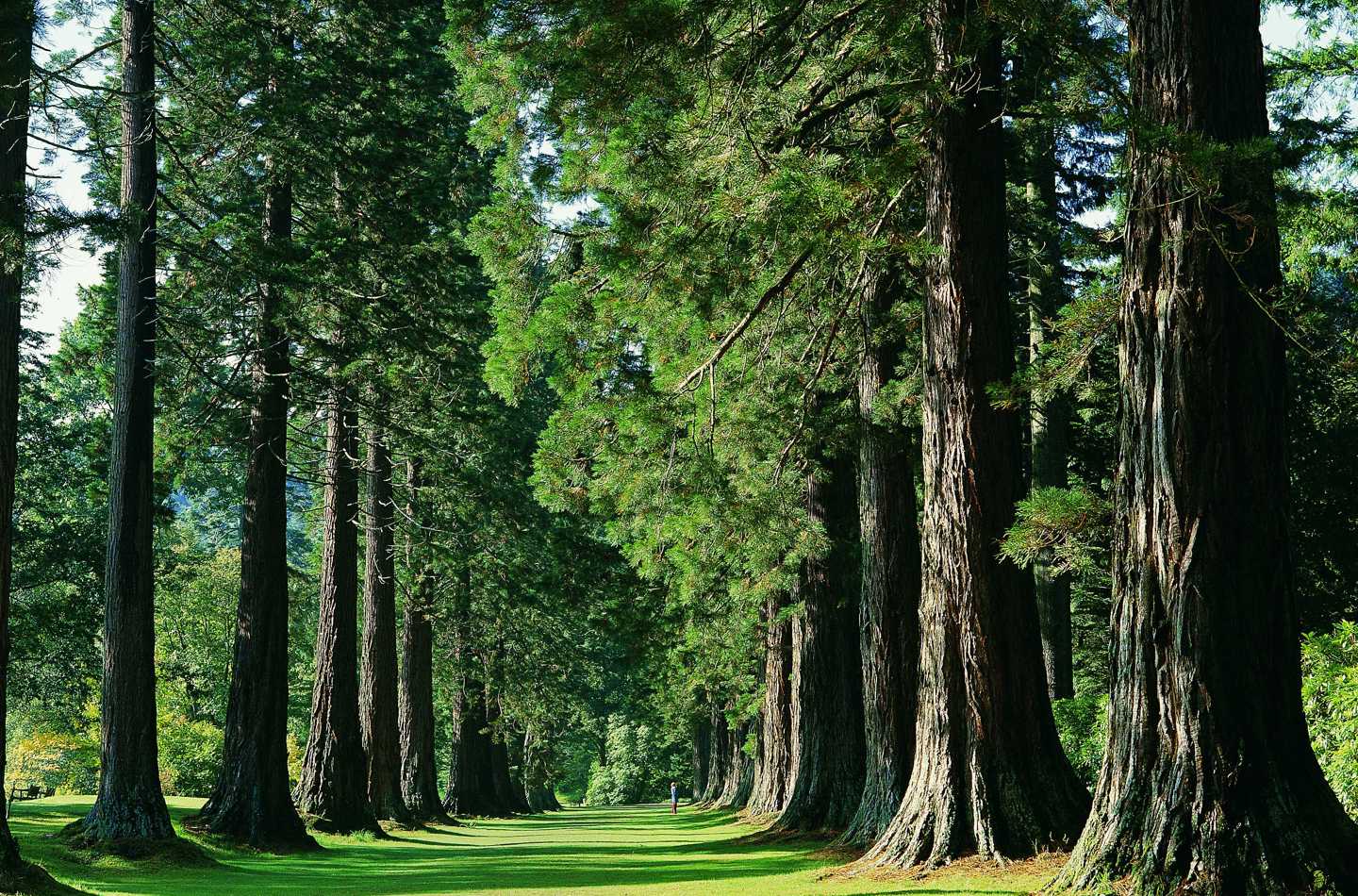 Redwood Avenue, Benmore