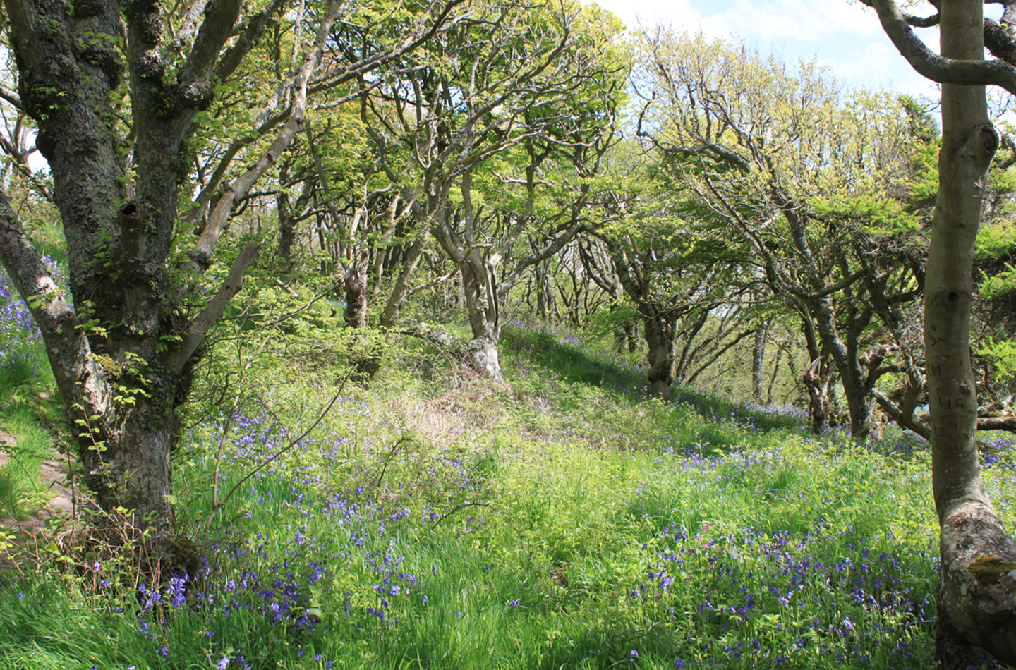 Scottish woodland